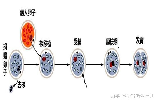 高龄产妇在选择自然怀孕和供卵试管婴儿时，会选择供卵试管婴儿技术来实现怀孕。