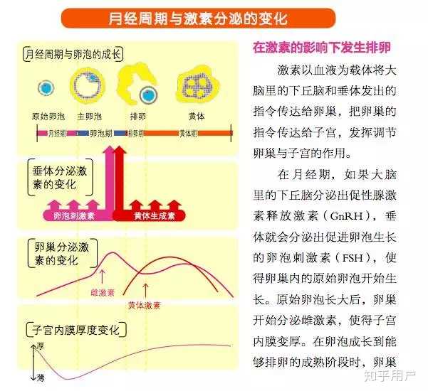 提供卵子的人堕胎和住院几天做宫腔镜手术的区别是什么？