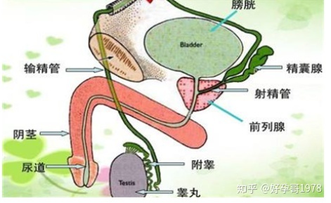 多囊卵巢禁忌的食物有哪些这四种食物和六种水果要远离!