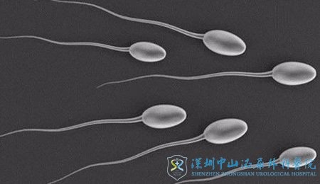 做借卵试管婴儿双绒双羊龙凤胎的概率有多大