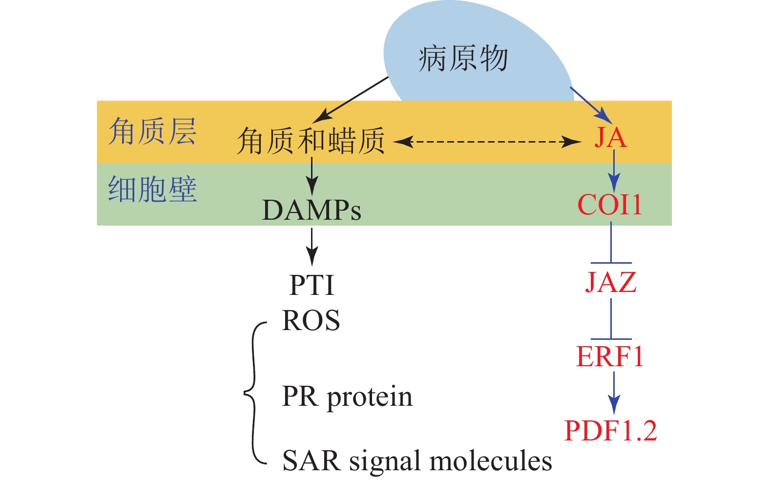 借卵试管代怀有吗第二代是什么意思