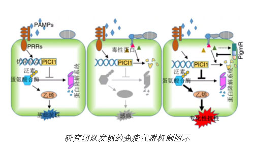 供卵代怀子医院生双胞胎要多少钱