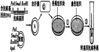生儿子一定要在排卵前（生儿子同房到底是排卵期还是后？）