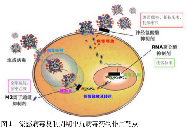 高龄代生孩子宝宝5个办法帮你提高供卵移植成功率轻松实现怀孕梦